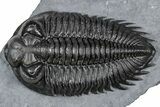 Bug-Eyed Coltraneia Trilobite Fossil - Top Quality Specimen #350852-2